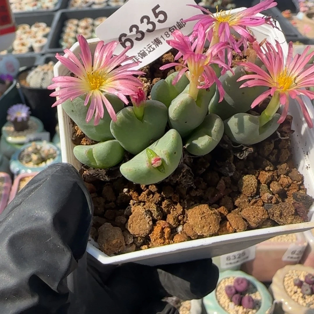 6335-一物一拍 带盆