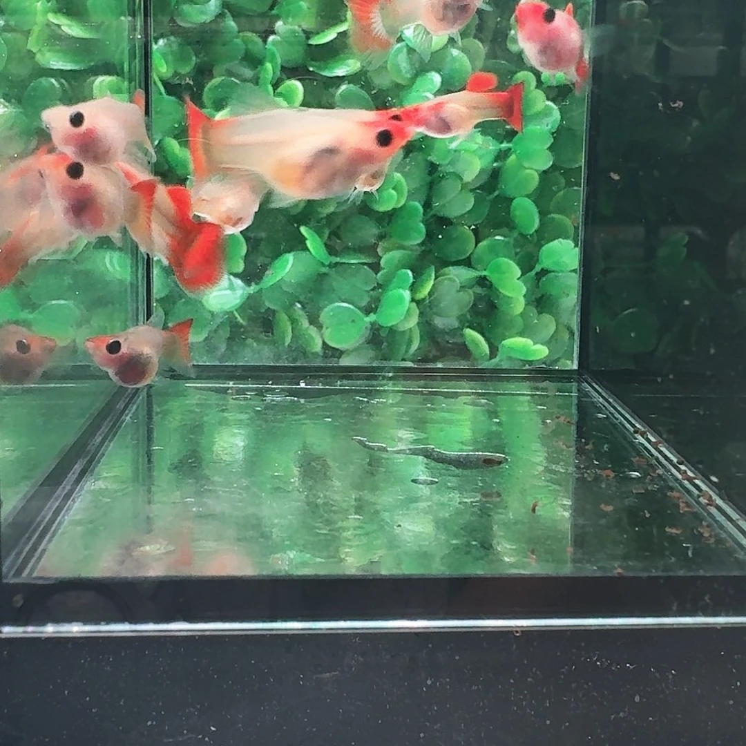 孔雀鱼红头玻璃猫3对