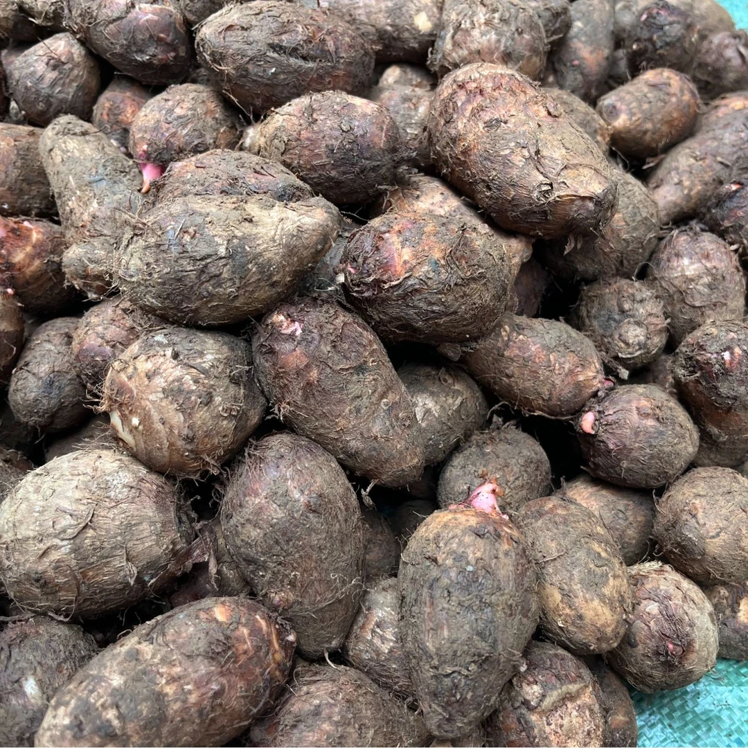 百色红芽芋头新鲜现挖现发带泥产地直销高山种植煲汤