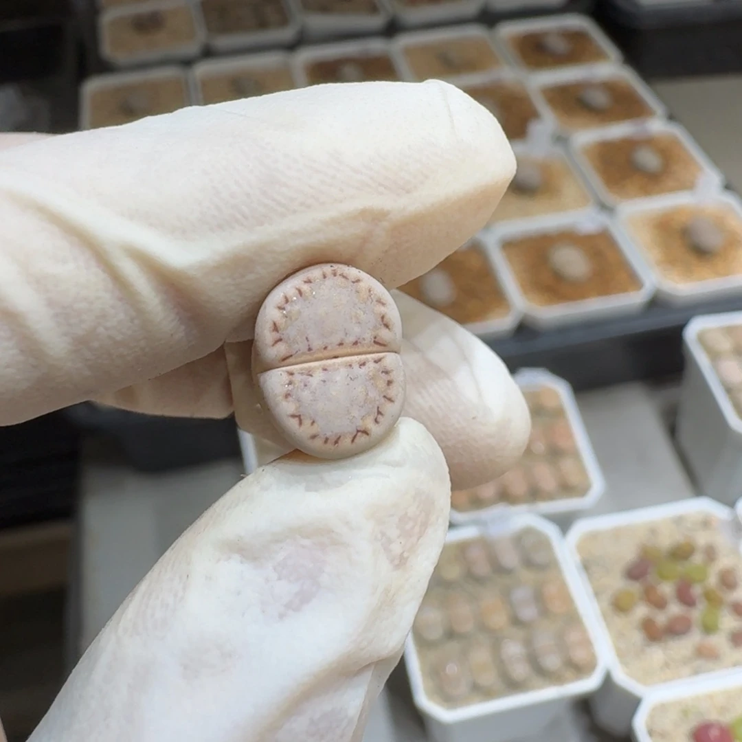 1**10112-32饼干1621.6