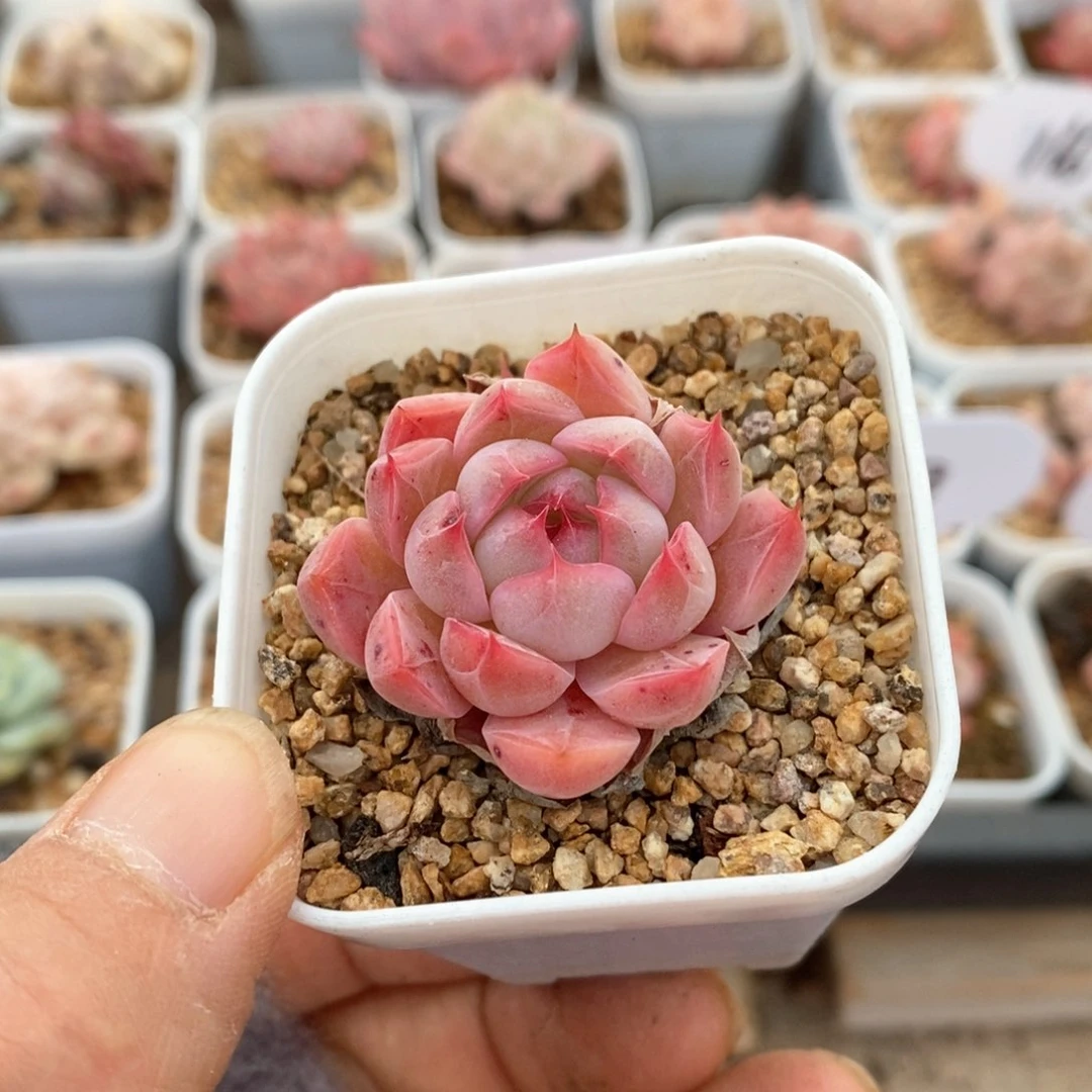 精品多肉一物一拍不包整4