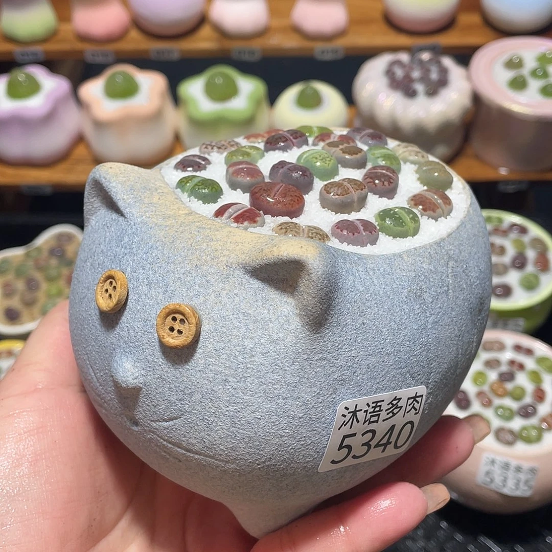 带盆土植物 一物一拍5340