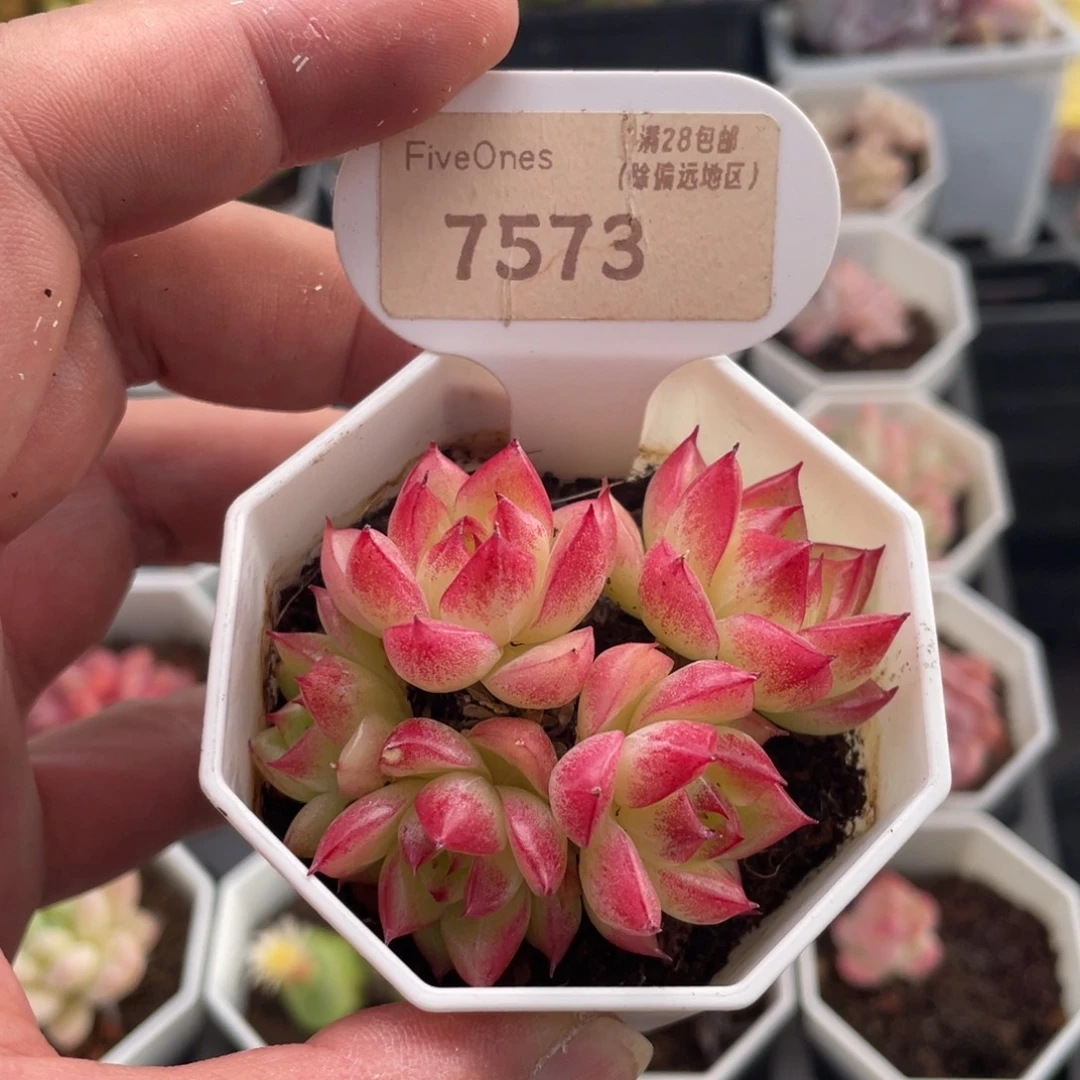 梦幻女王7573-6.5厘米