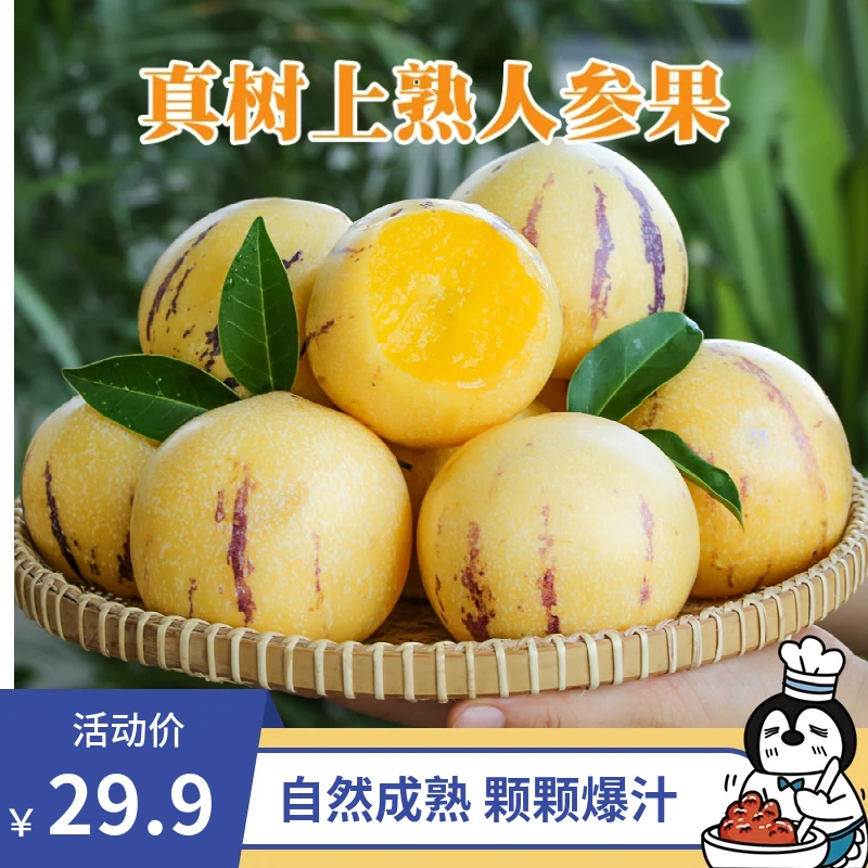 云南石林人参果真树上熟3斤精品果京东包邮