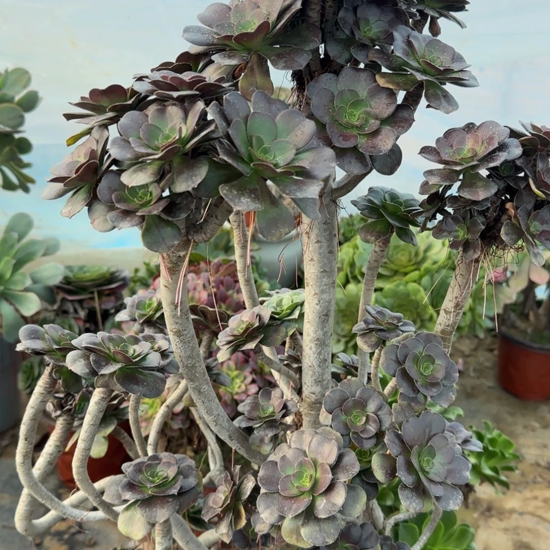 炫彩圆叶四年桩有砍造型孤品包邮断枝不包