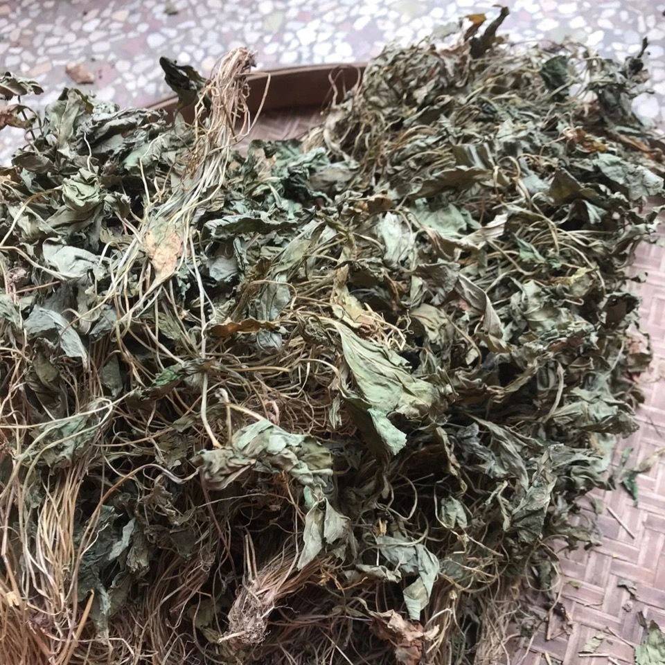 广西靖西野生紫花地丁
