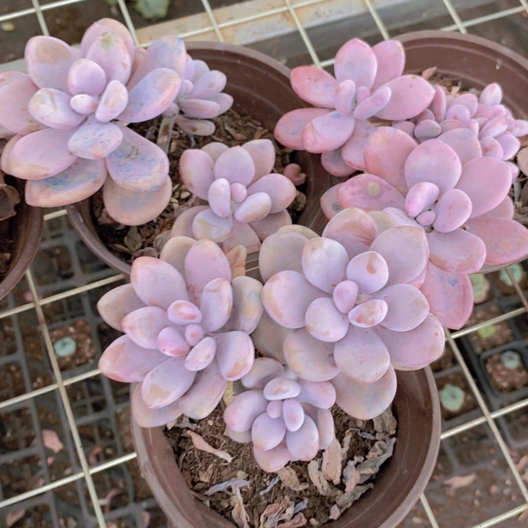 桃蛋三盆多头群生老桩