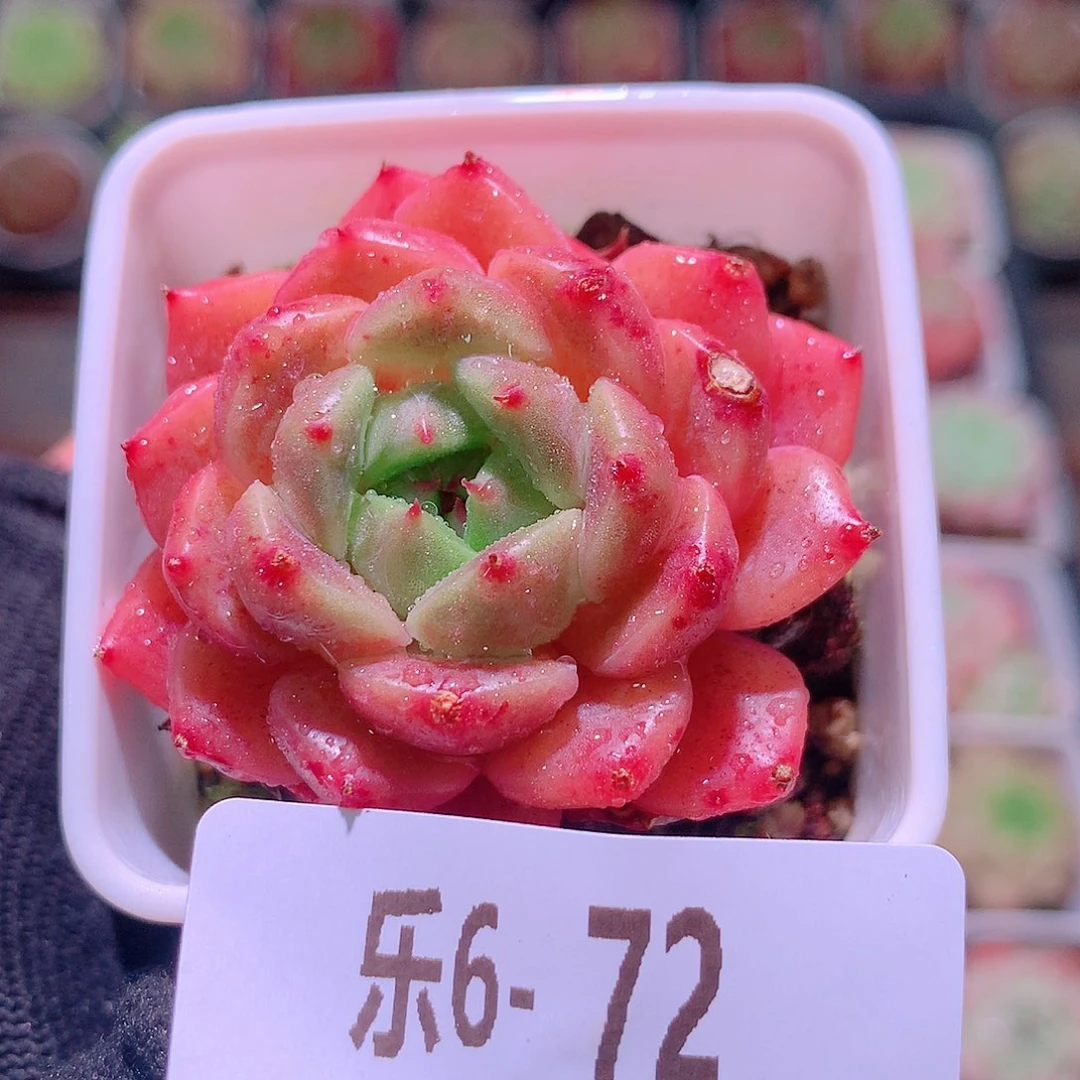 乐然6-72 印月台