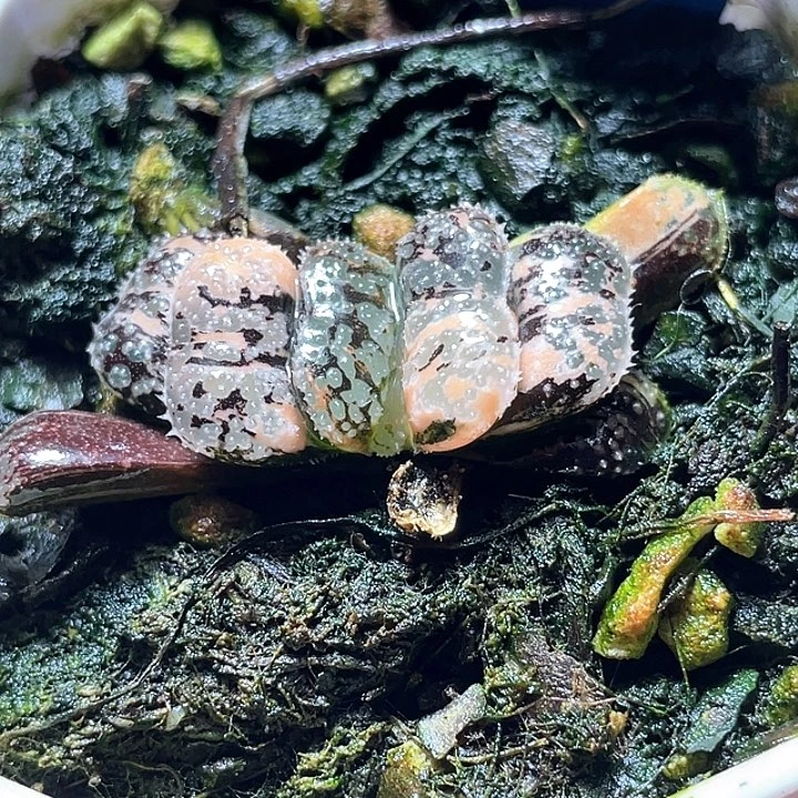 524摩多锦特选福利