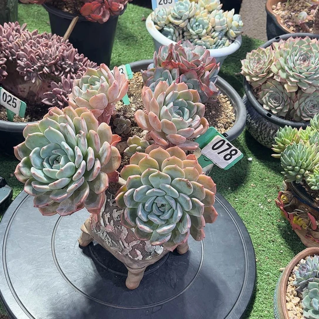 韩***学红橙多肉植物保护079