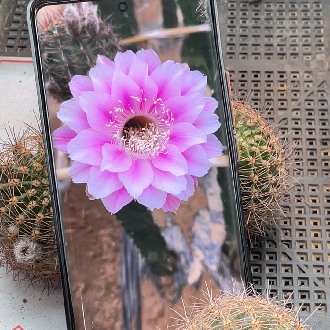 彩 US8侧芽 歪 满20包邮5公分