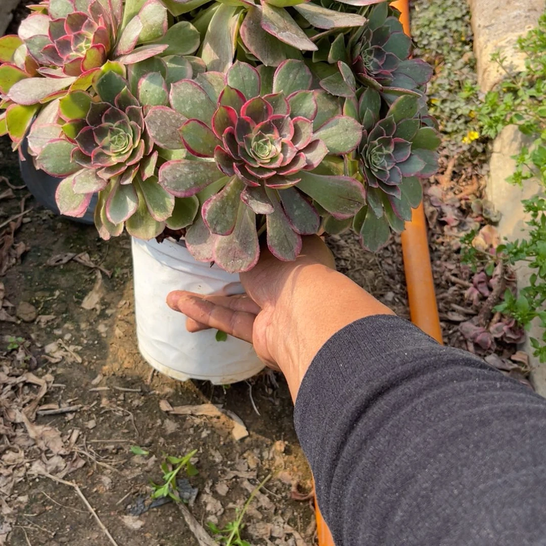 11-24-65粉花妖法师锦