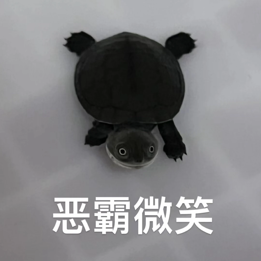 直播间视频一对一精挑细选链接-沼泽侧颈龟：西非侧颈龟