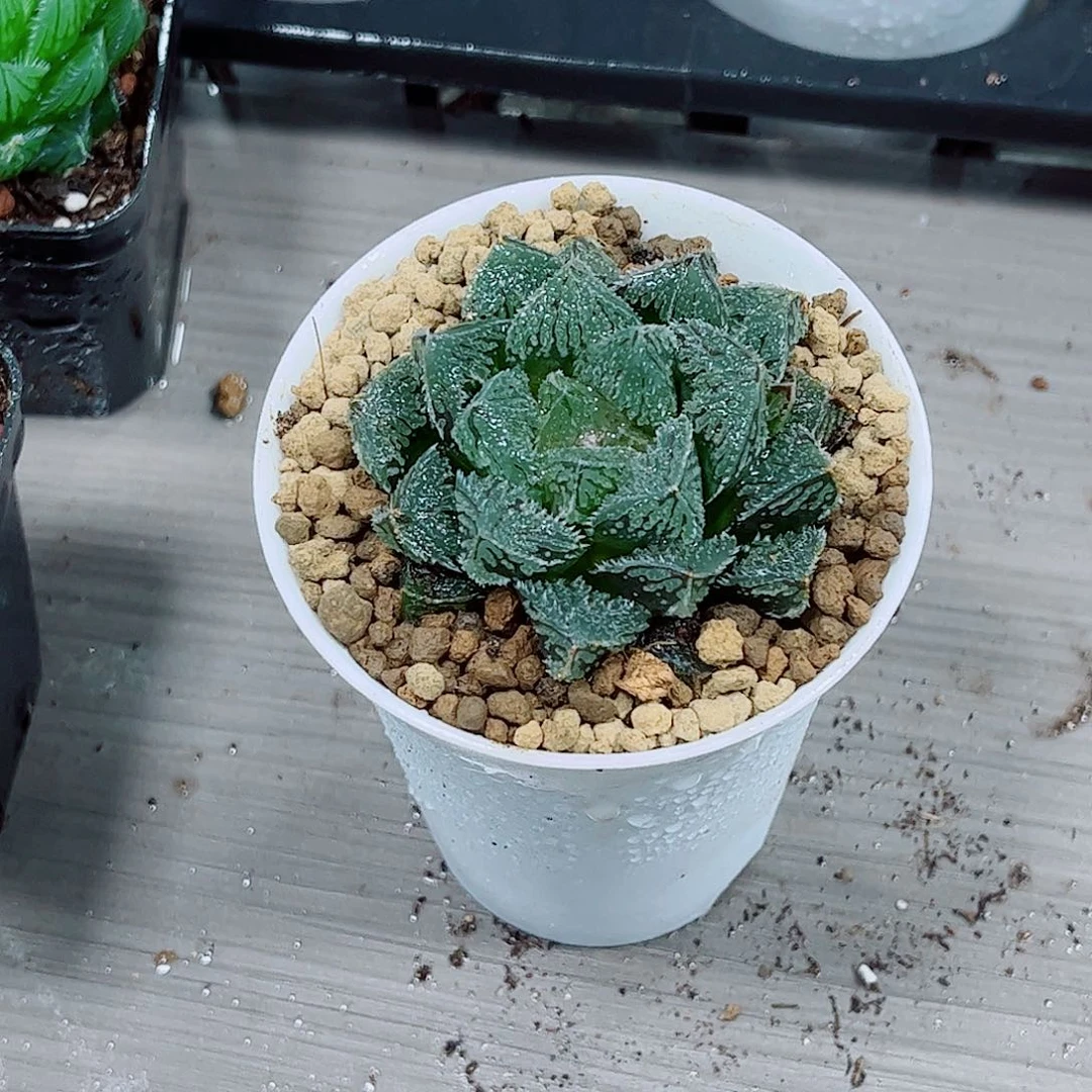 摩刺玉露一勿一拍