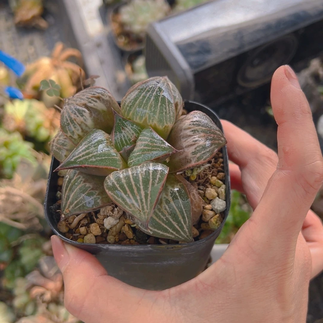 青蟹母本玉露多肉1