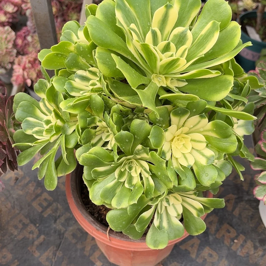 辛尼亚法师多肉植物漂亮