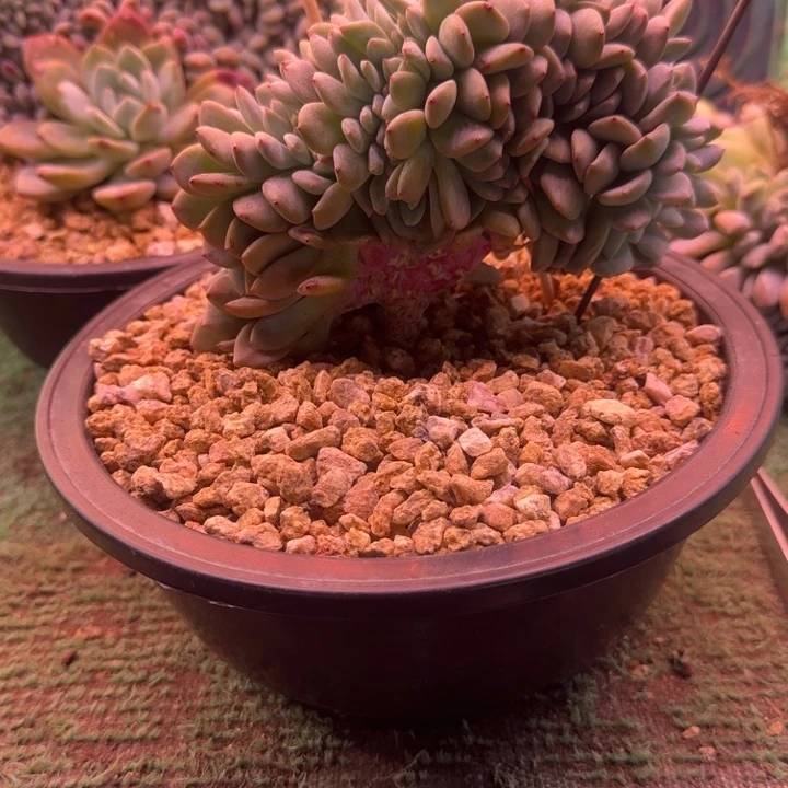 星影树缀无砍多肉