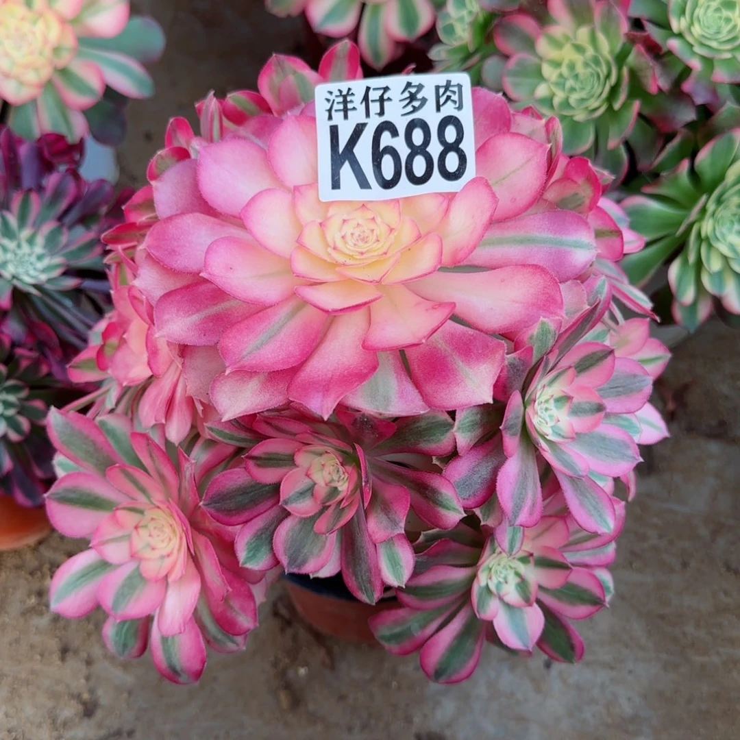 688倾程法师园艺官服20左右