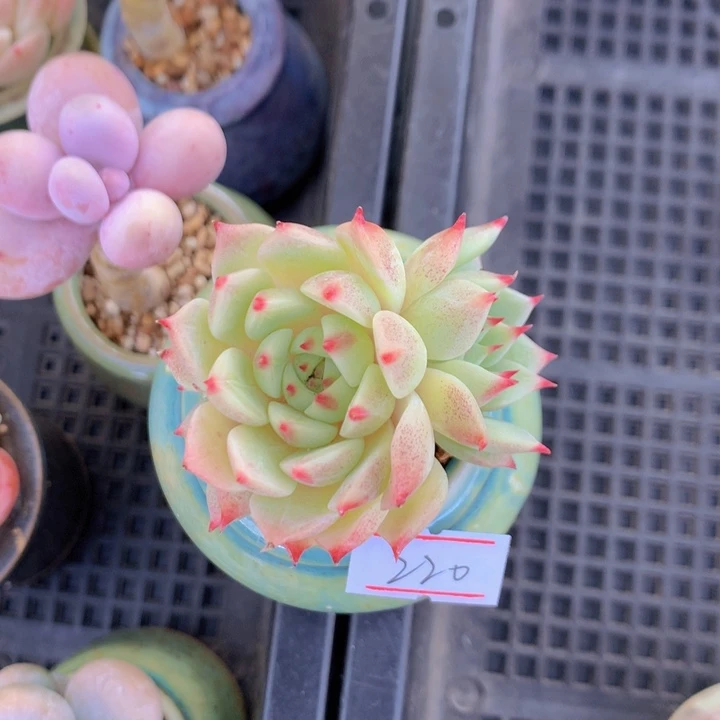 一物一拍满30包邮 220