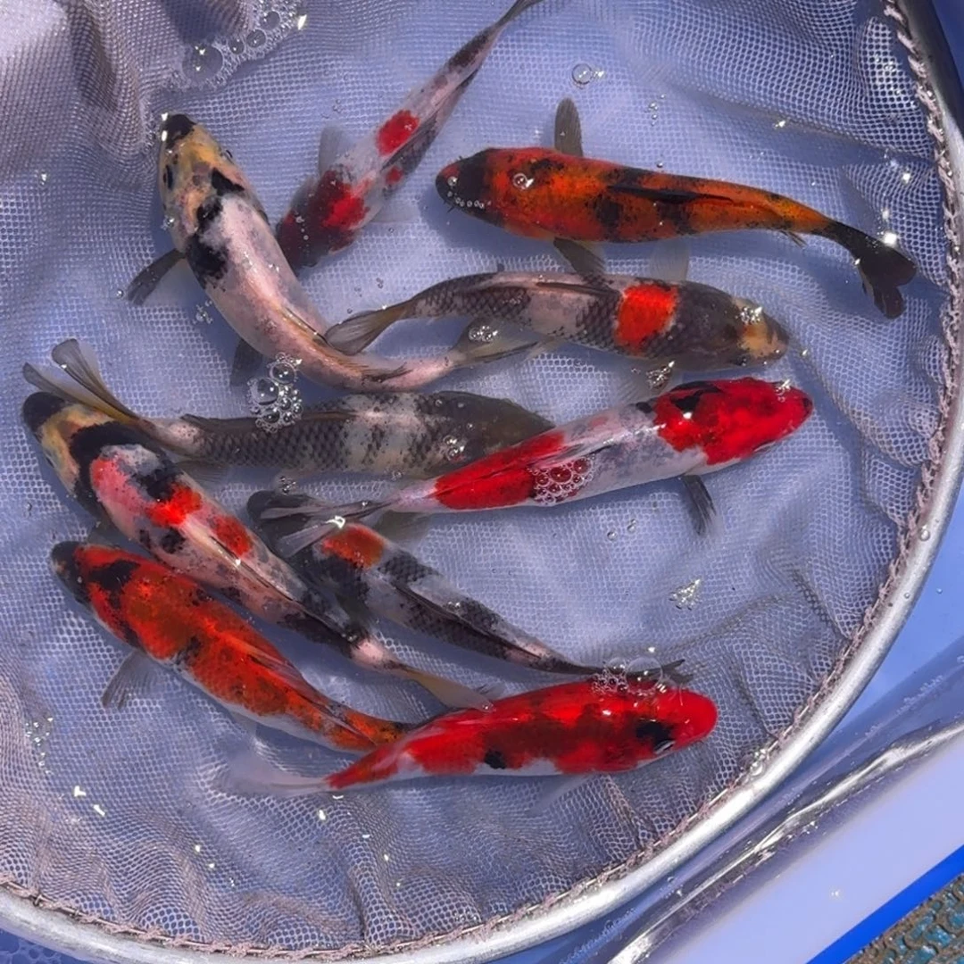 锦鲤精品锦鲤大放漏