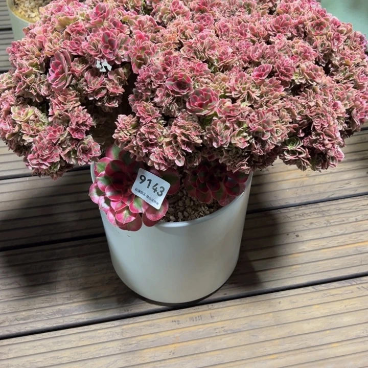 N***a9143粉女巫朵朵缀化（送盆）物流到付