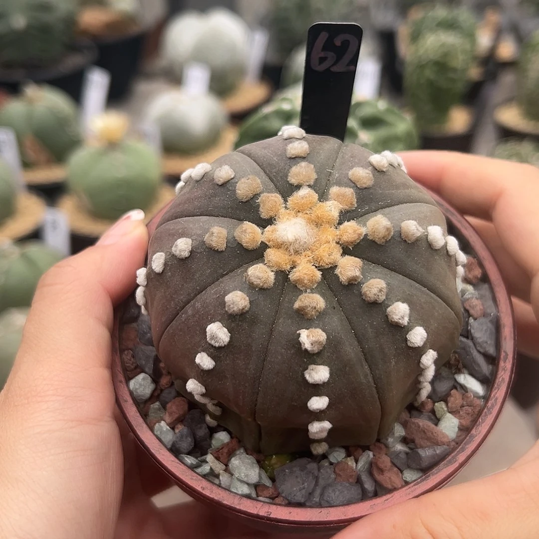 l***o实生根紫皮兜带盆土