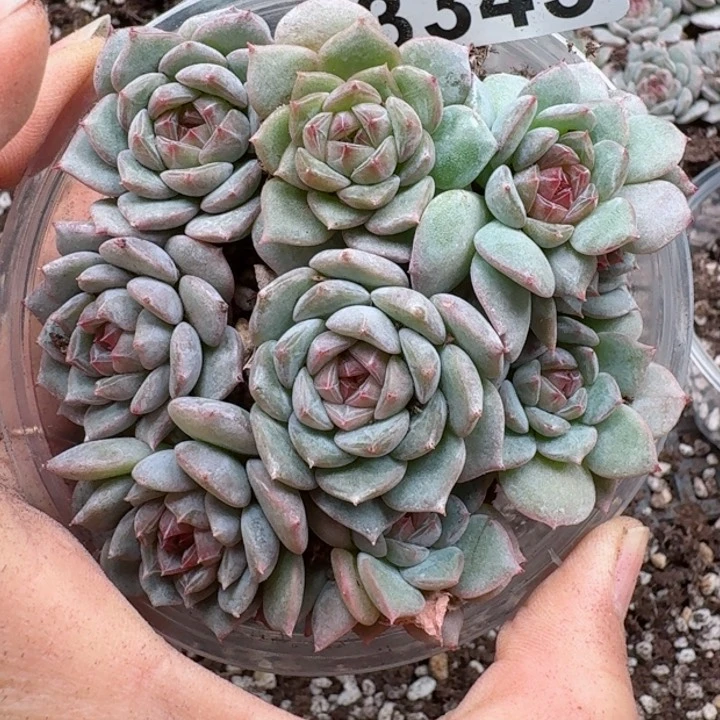 多肉植物多肉植物