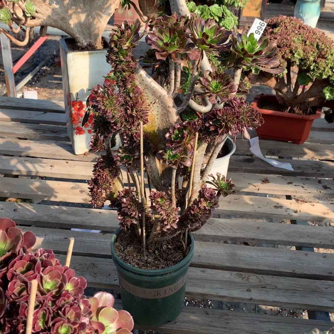 996黑法师微瑕一颗