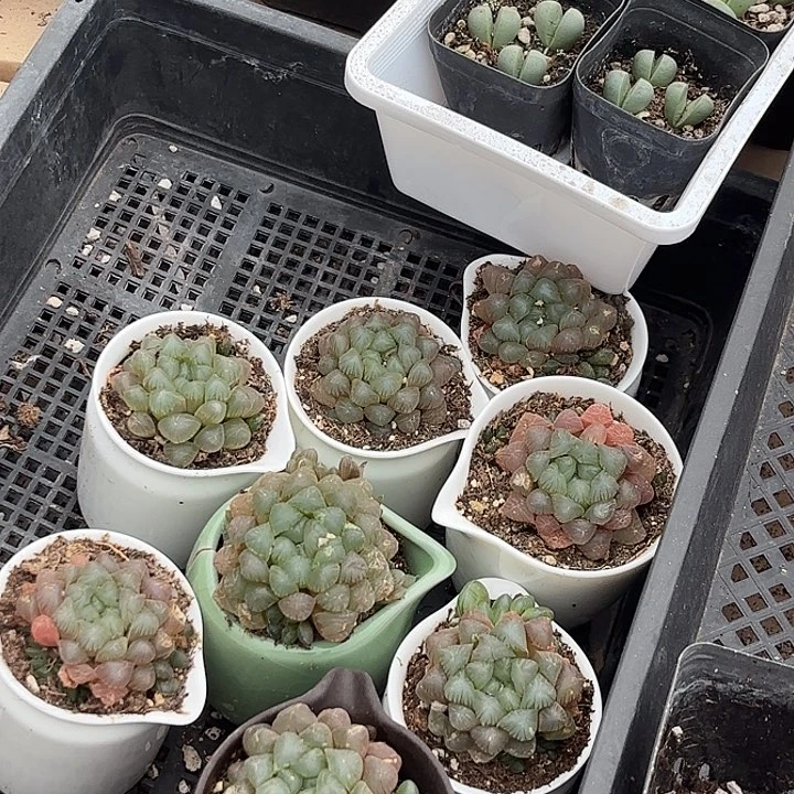 陶瓷盆玉露随机一盆