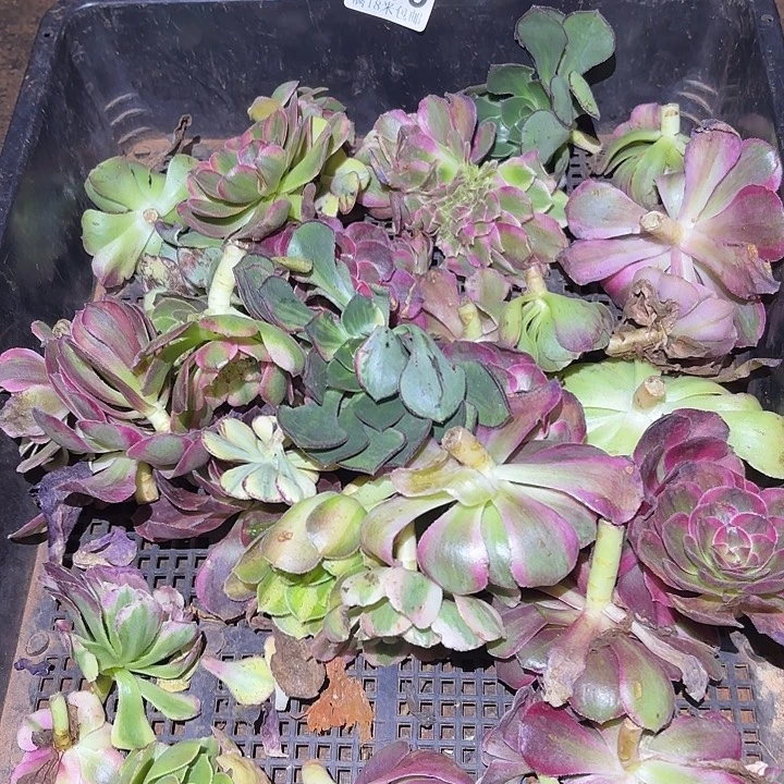 186砍头苗掌心多肉法师锦