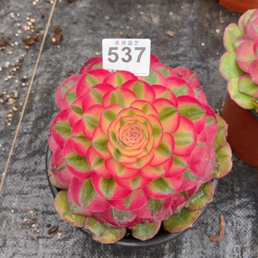 用****312  537多肉法师