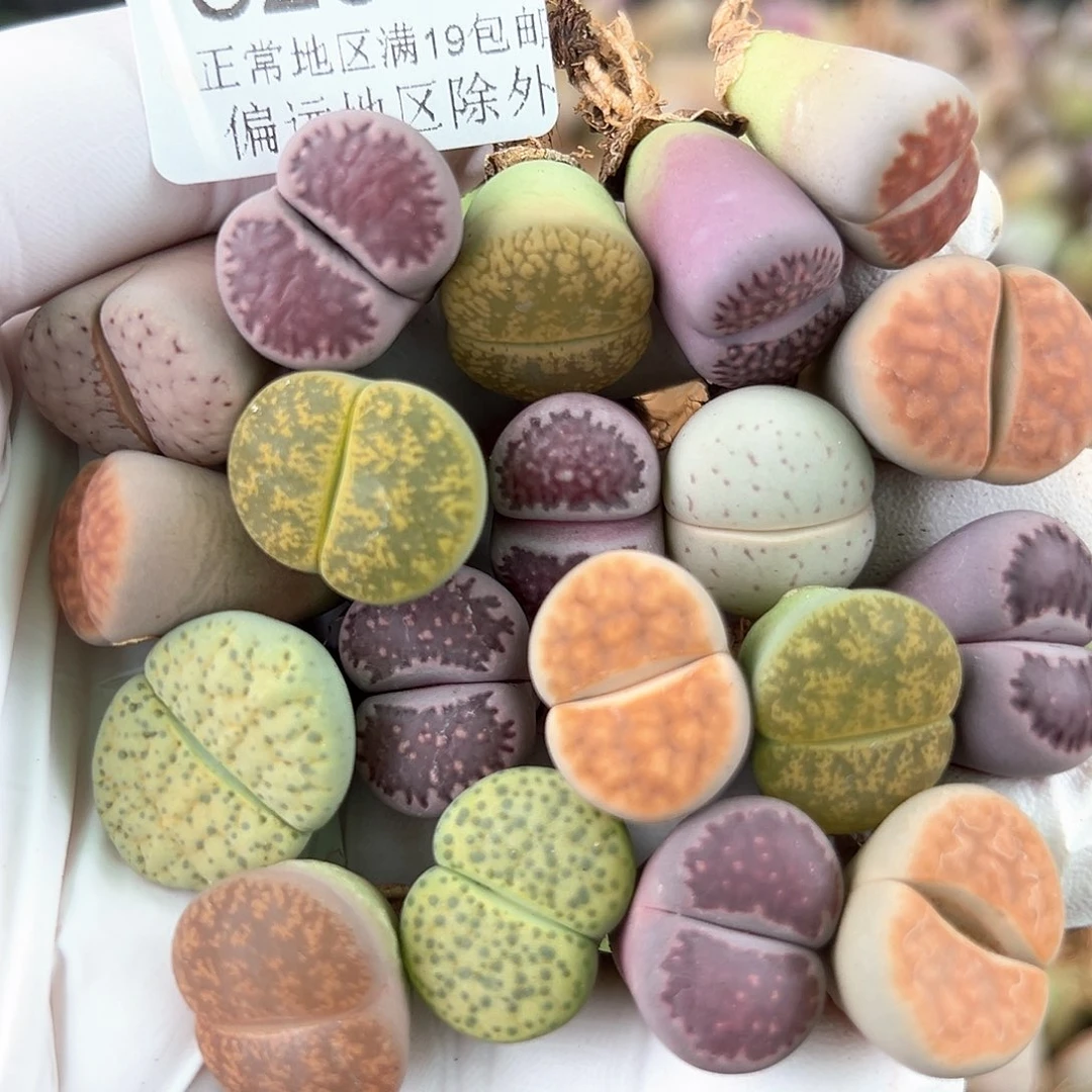 3289 好养易活生石花大母本19个