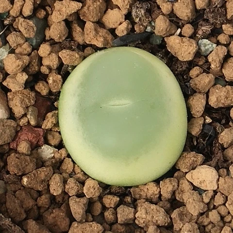 多肉肉锥 1.8Cm 大王拉登