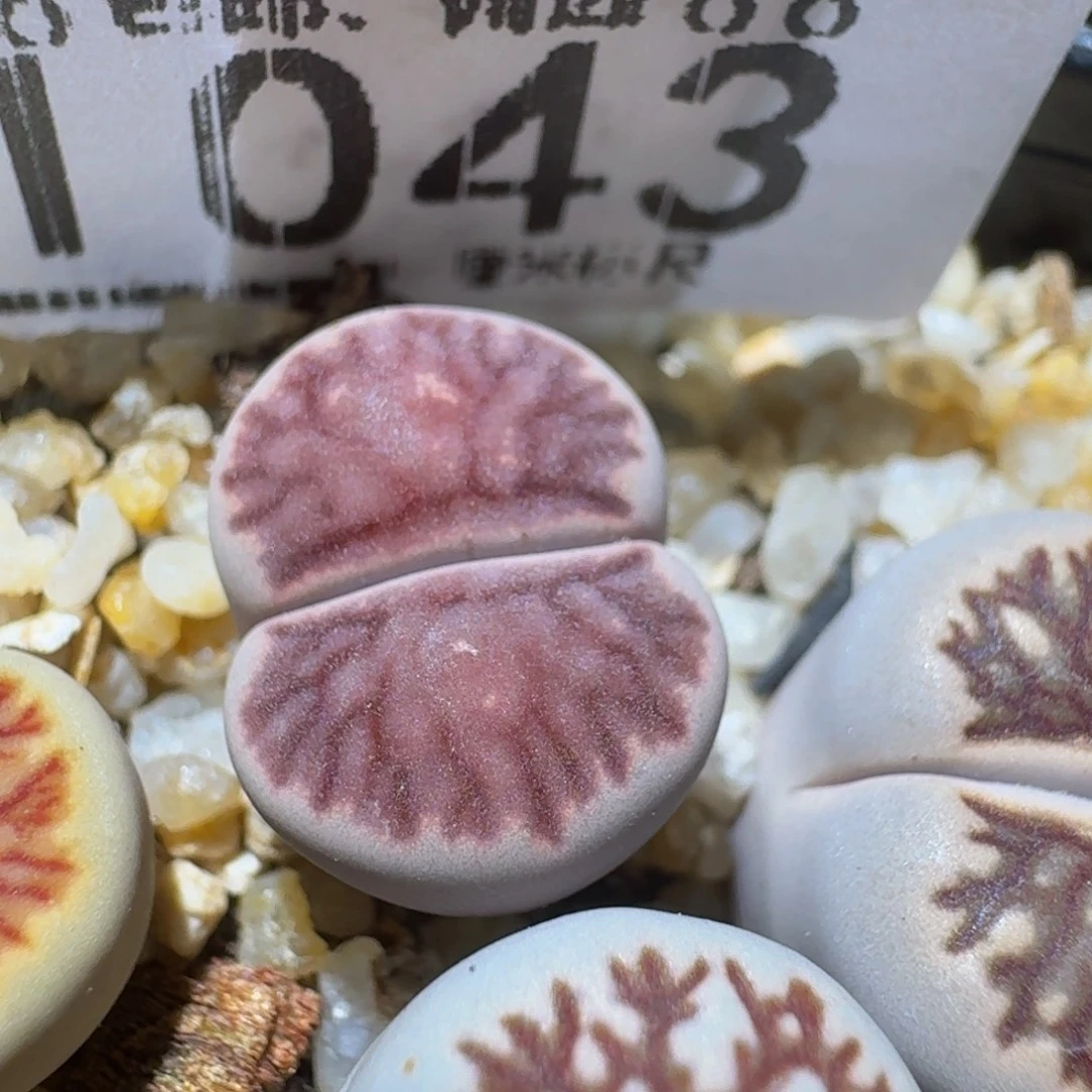 Ssss精品生石花1043