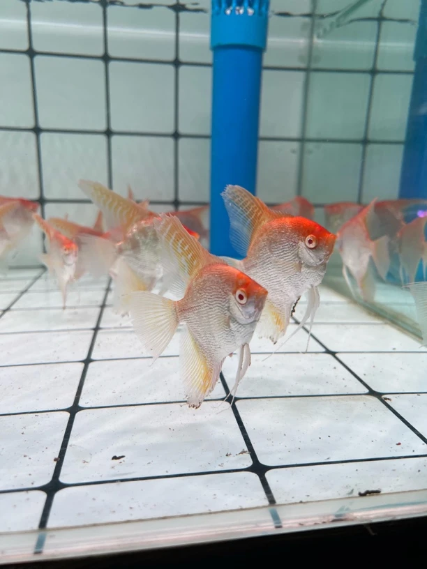 红头燕鱼七彩神仙燕鱼可与中小型鱼混养观赏鱼