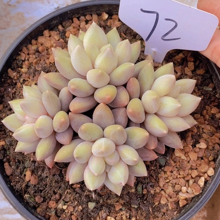 沐*这不是要来大号