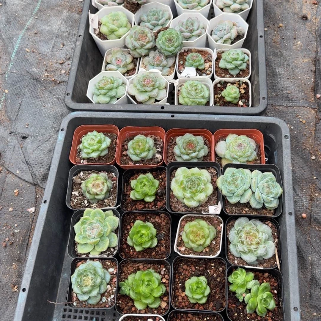 小卡拉米糖心一物一拍