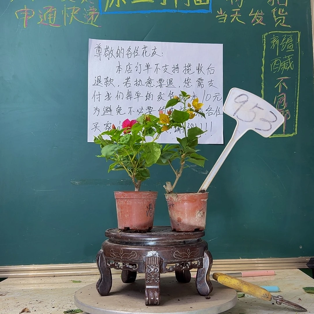 当前无花栽培后可以开花  炸 香港丽人掌中宝 柠檬黄掌中宝 953
