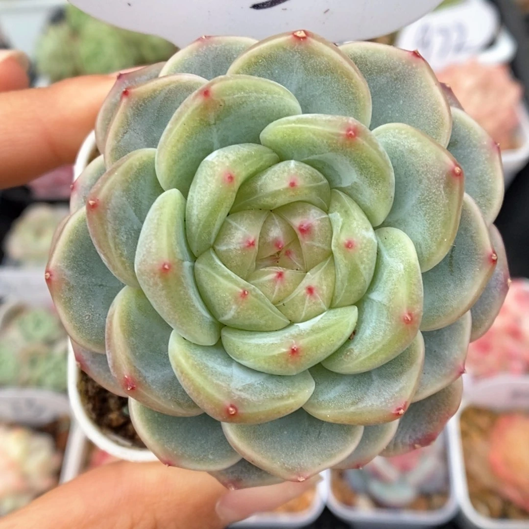 甜心e可拍553号。