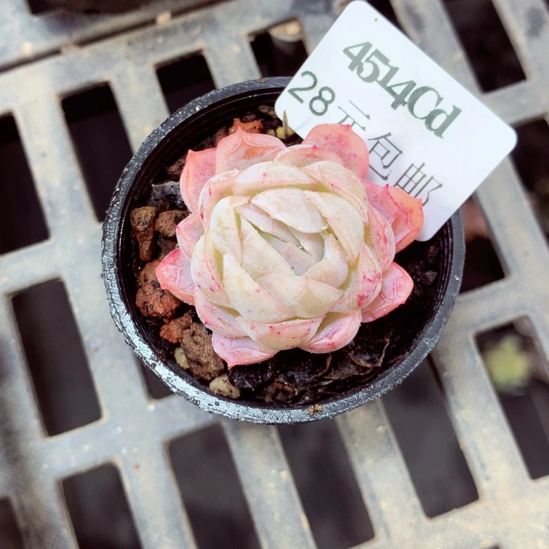 5厘米盆精控多肉4514