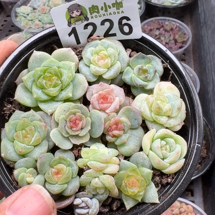 多肉植物多肉植物