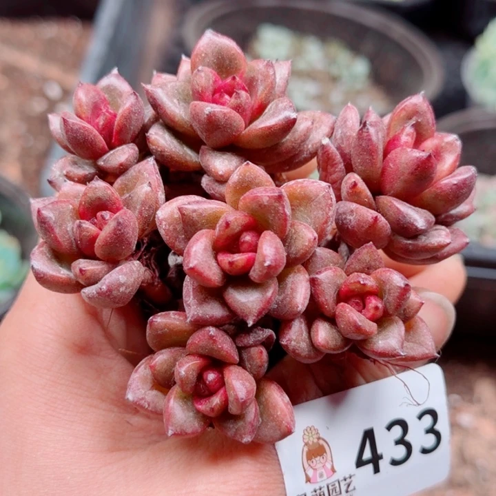 多肉植物多肉植物