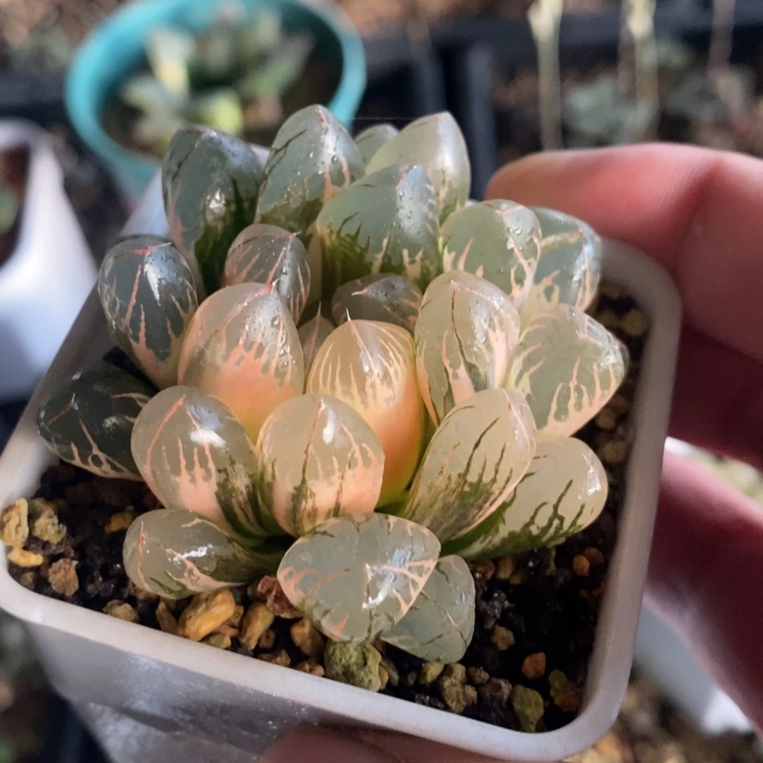 一颗实生玉露锦 开播福利