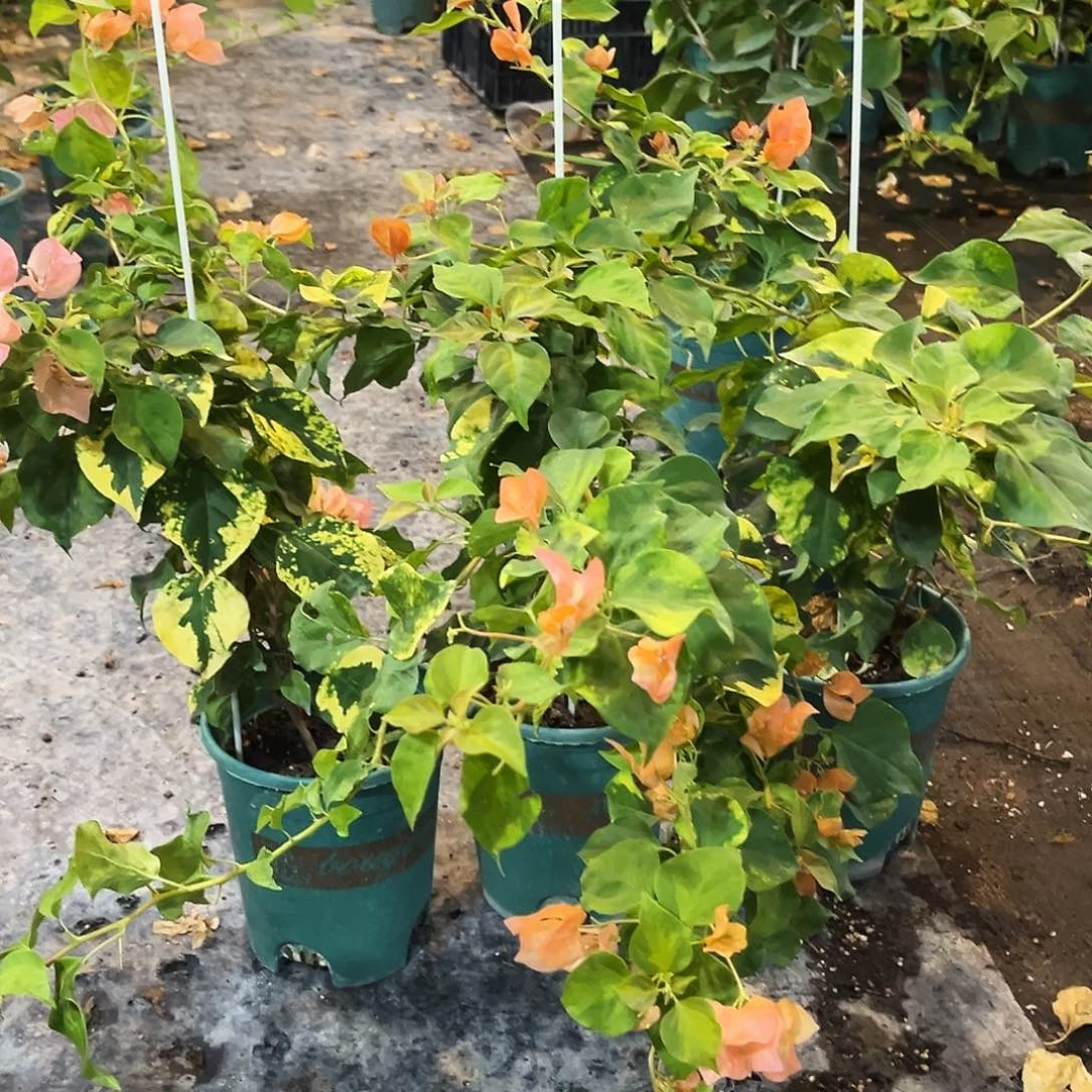 当前无花栽培后可以开花橙九月带竹一颗