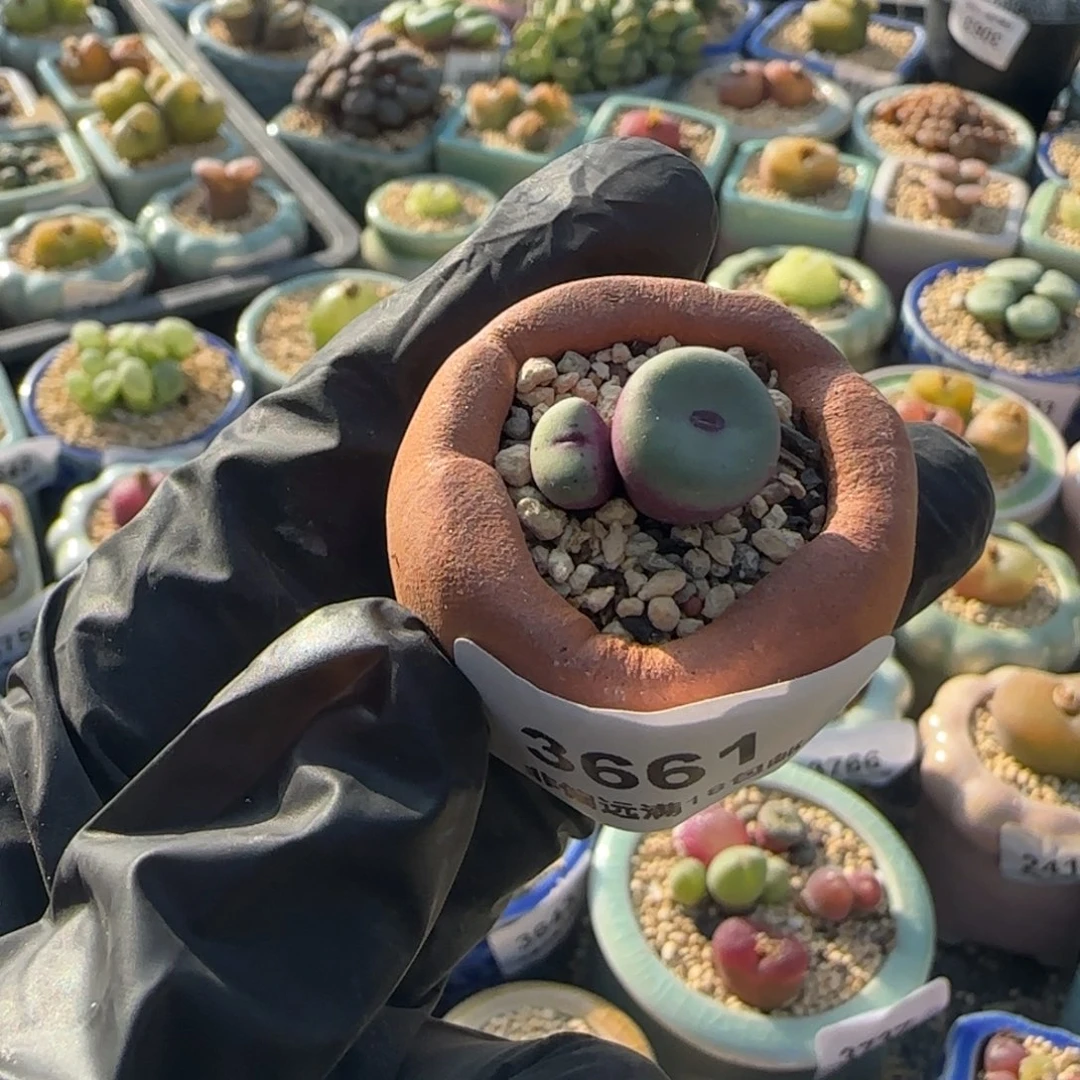 L***"3661-一物一拍 带盆1380b