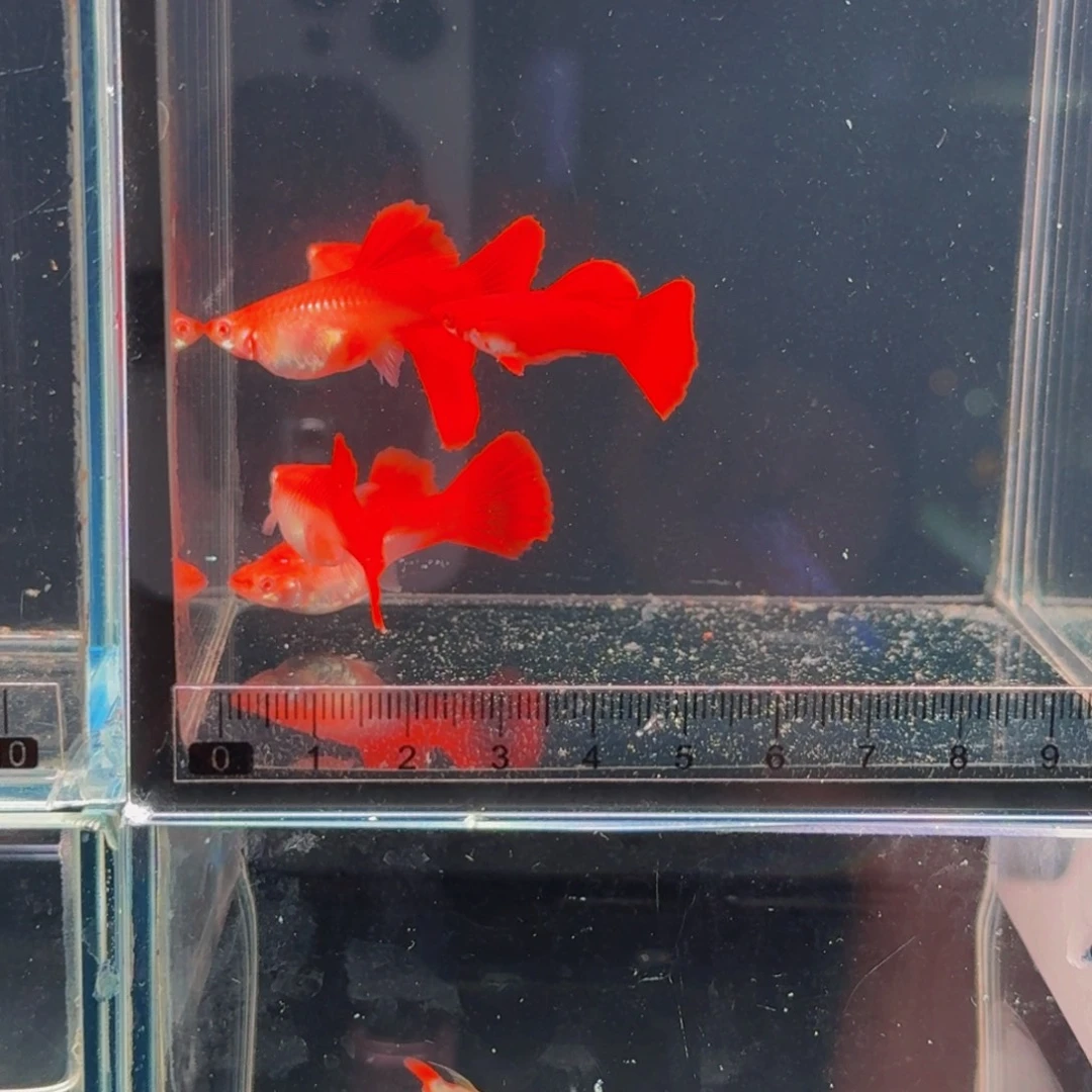 孔雀鱼大背血红1对，新疆西藏青海海南港澳不发
