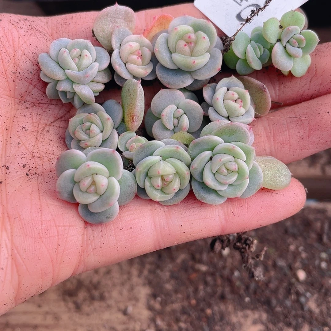 多肉植物多肉植物414