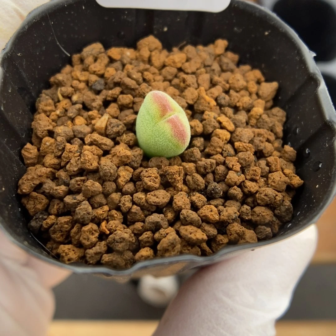 你****~多肉植物K-351。将杂
