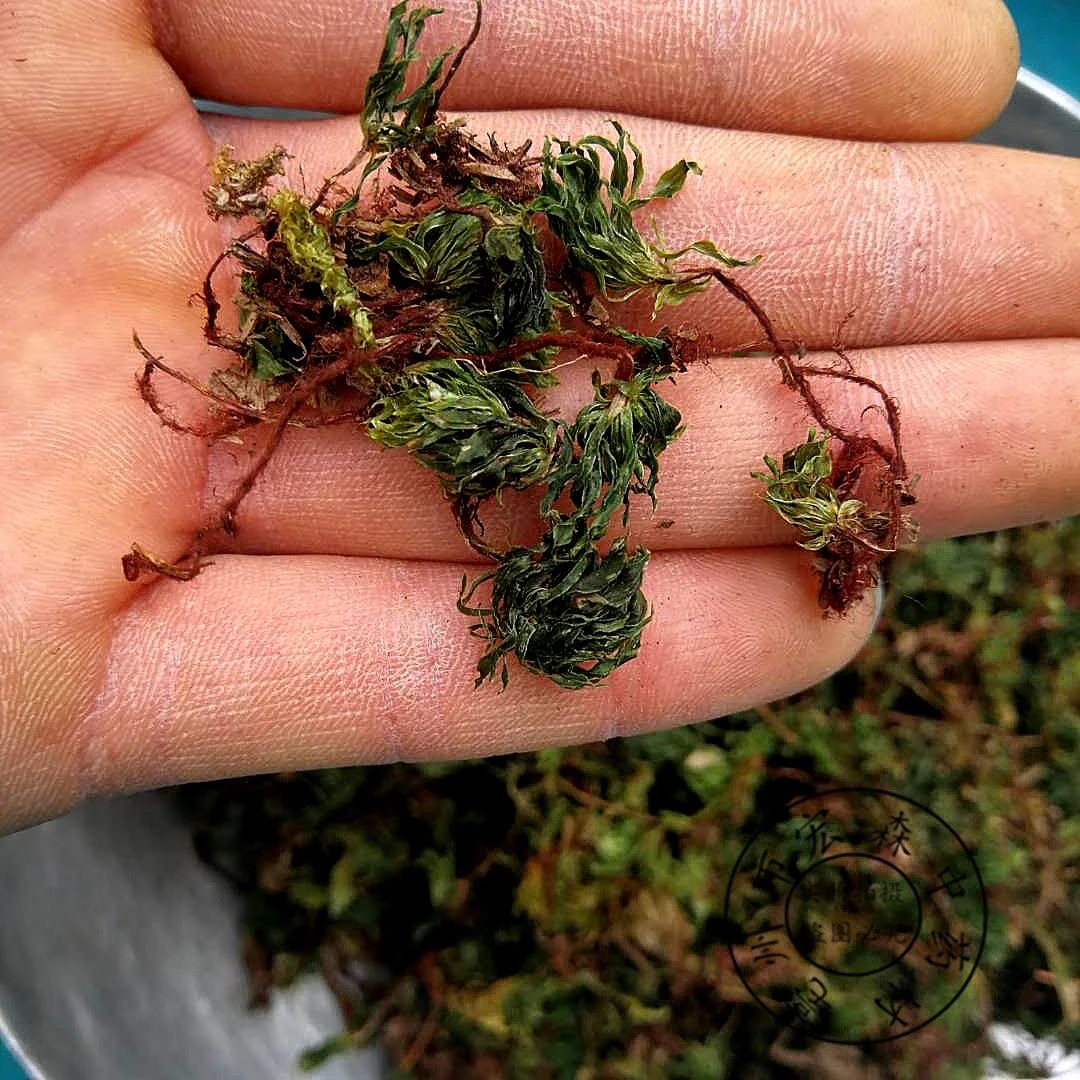 九妹甄选【茴心草】天然植物草本养生