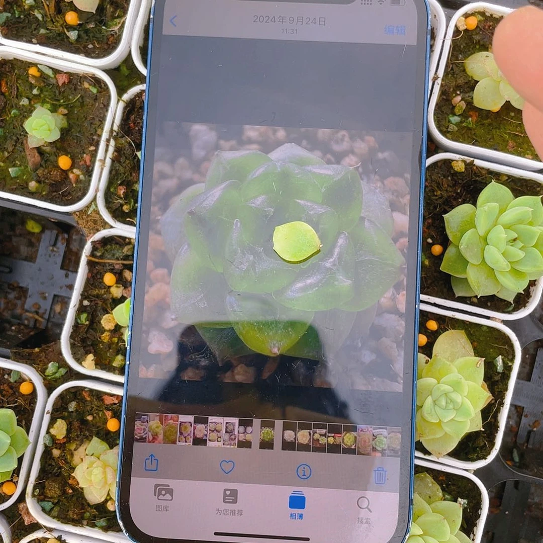 七喜叶子一片一个满25包